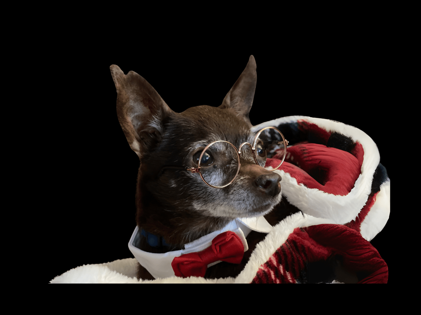 Canine Photography Services – Katy’s Paw Prints